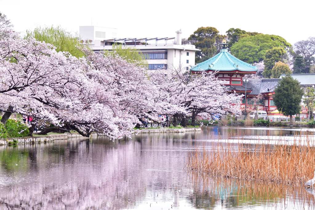 桜6