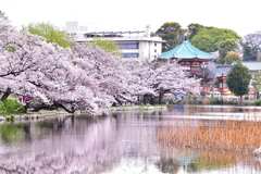 桜6