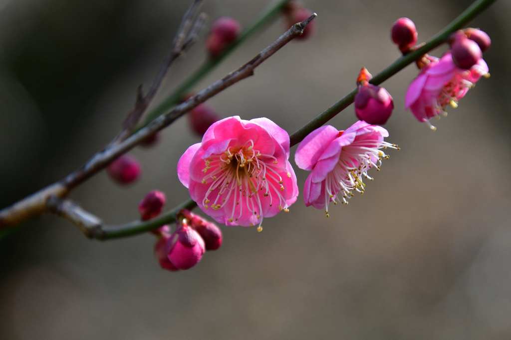 梅の花 7