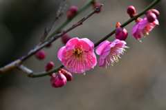 梅の花 7