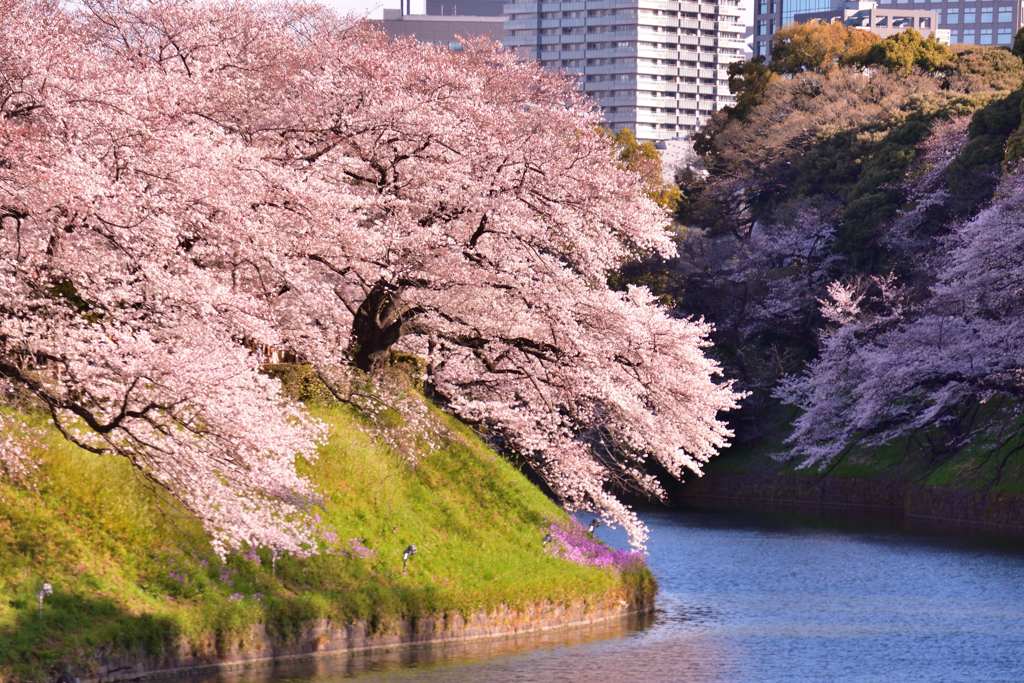 桜 2