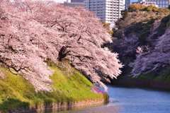 桜 2