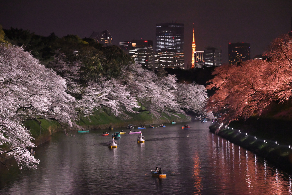 夜桜