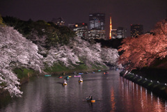 夜桜