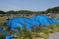 blue mountain