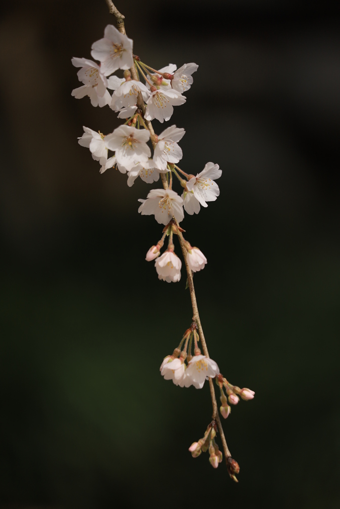 枝垂桜④