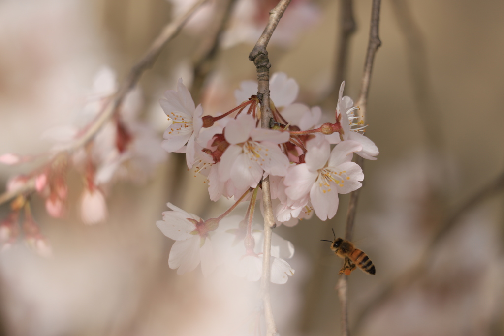 枝垂桜③