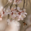 枝垂桜③