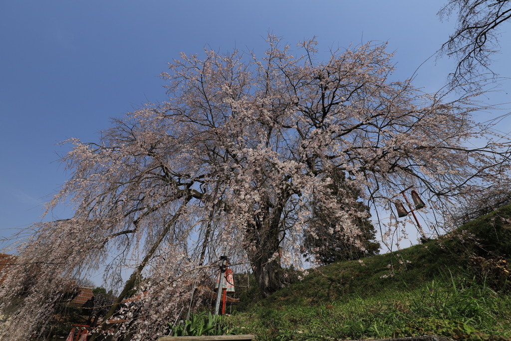 枝垂桜