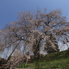 枝垂桜