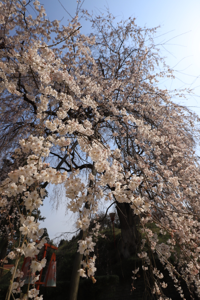 枝垂桜②