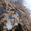 枝垂桜②