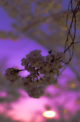 夜桜５