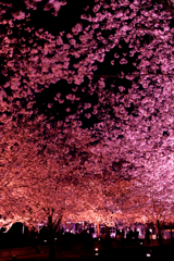 夜桜２