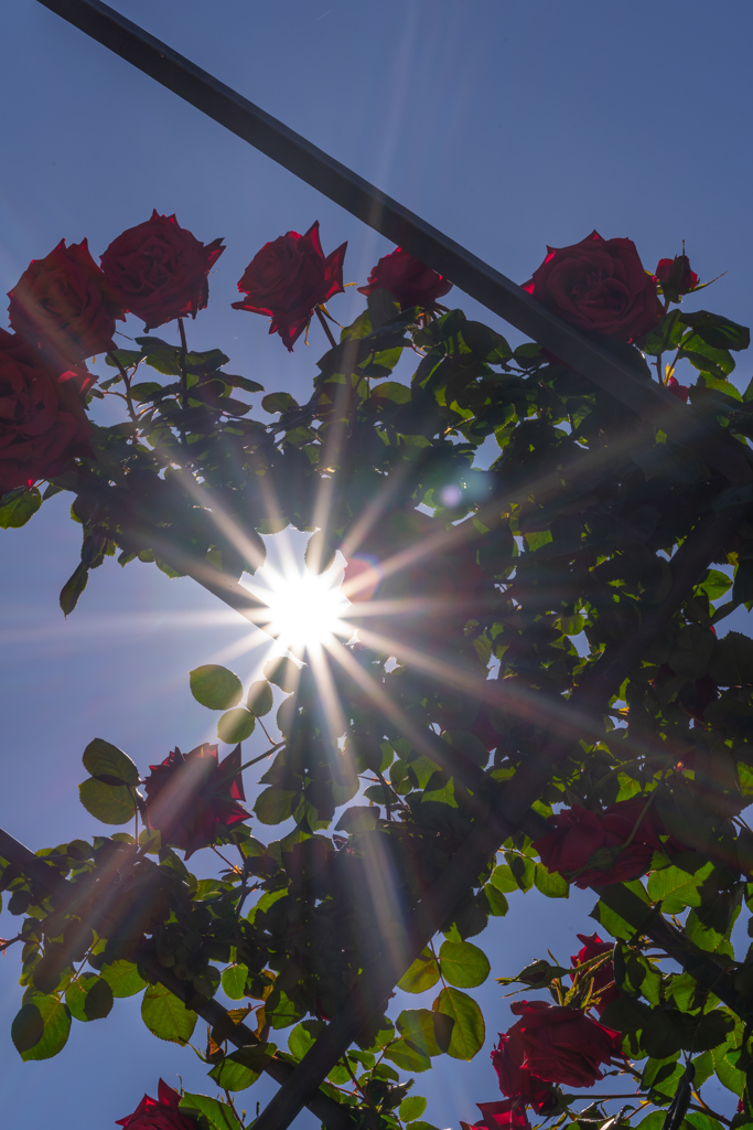 薔薇と光芒