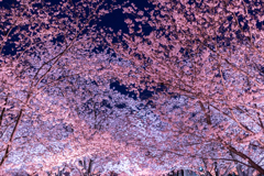 夜桜