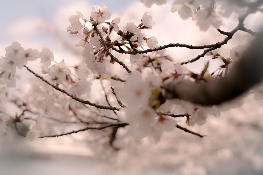 桜ノ宮の桜