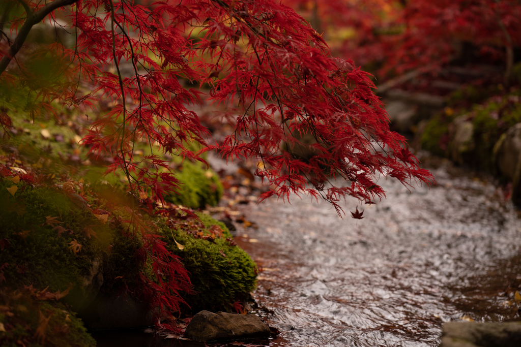 紅葉