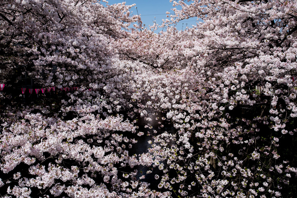 目黒川