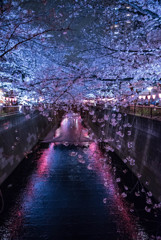 目黒川4夜景