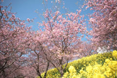 松田山ハーブガーデン２河津桜