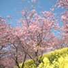 松田山ハーブガーデン２河津桜