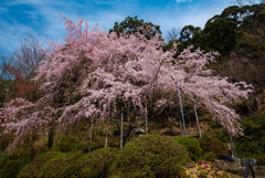 吉野山4