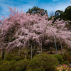 吉野山4