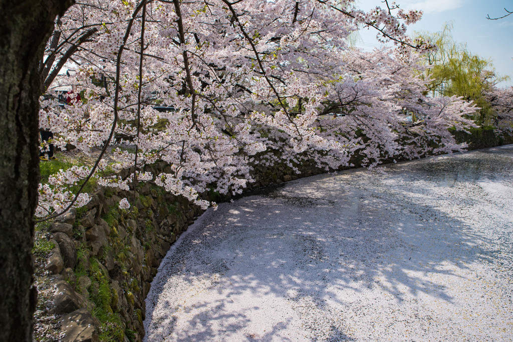 彦根城　花筏