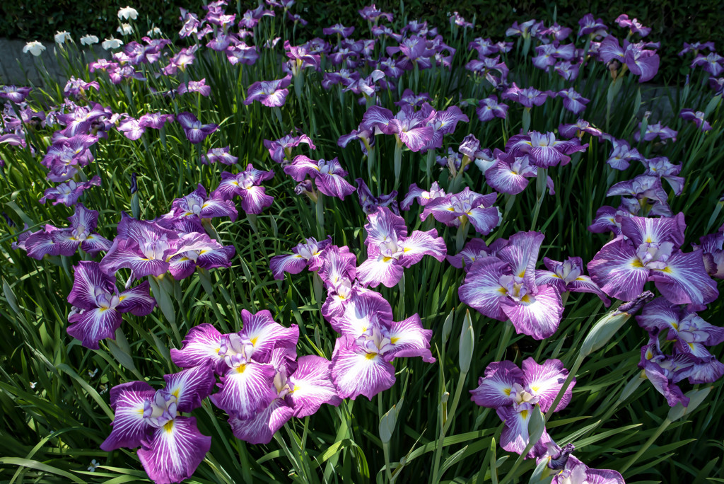 館林花菖蒲園3