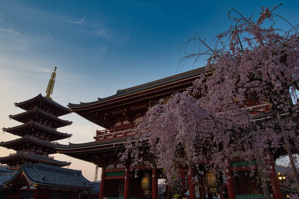 浅草寺　枝垂桜