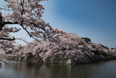 彦根城