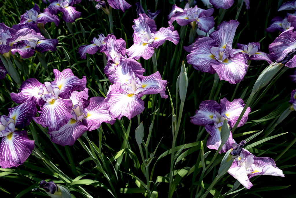 館林花菖蒲園10