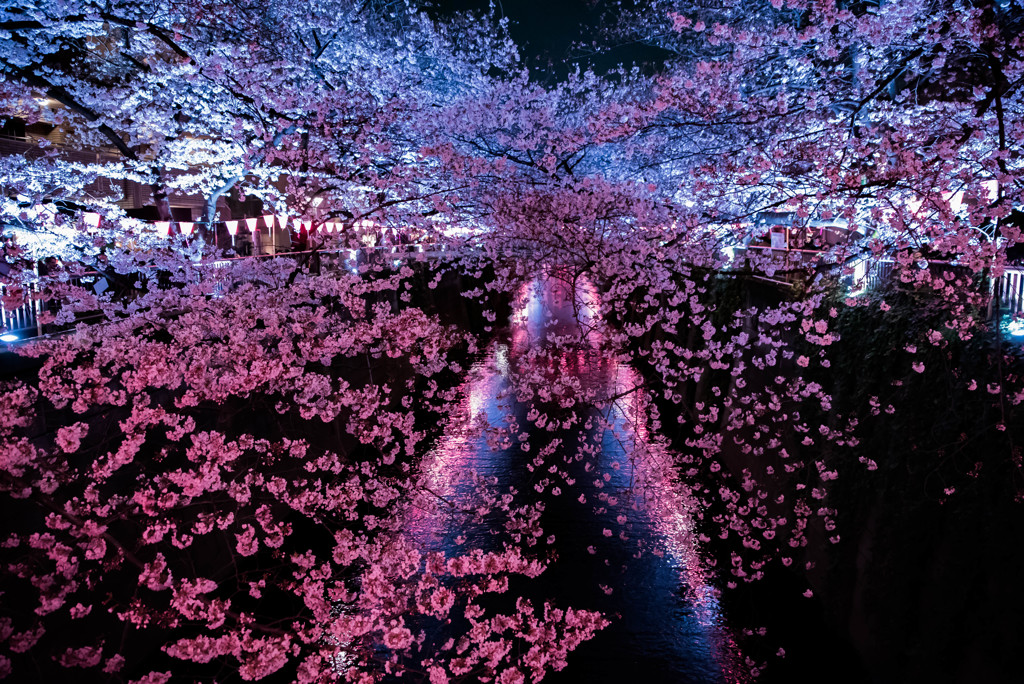 目黒川　夜桜