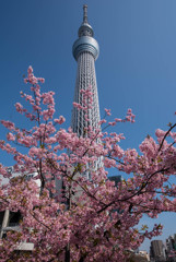 河津桜　スカイツリー