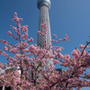 河津桜　スカイツリー