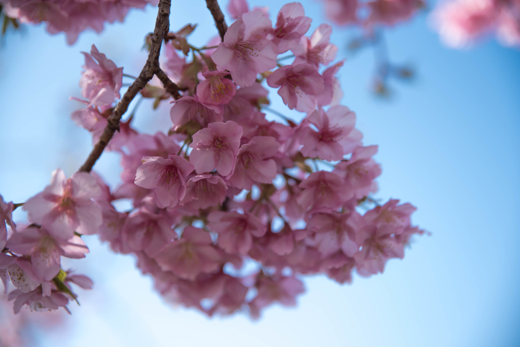 河津桜