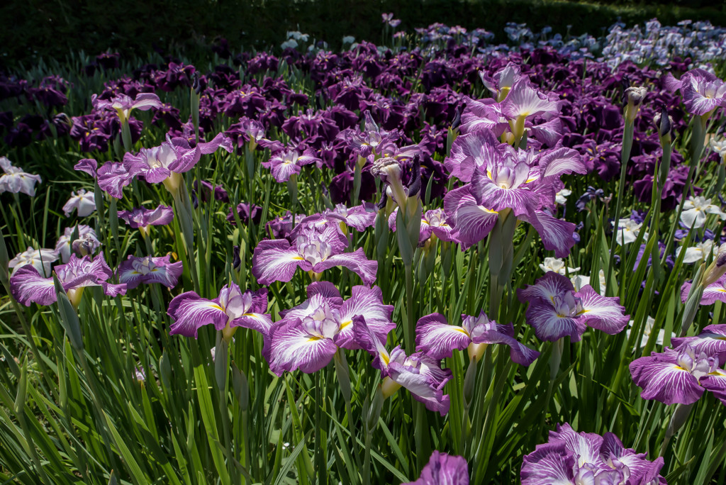 館林花菖蒲園4