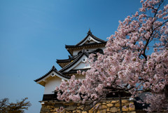 彦根城3