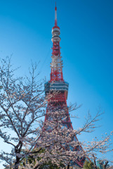 東京タワー桜