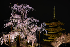 東寺　夜桜2