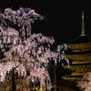 東寺　夜桜2