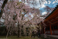 平安神宮3