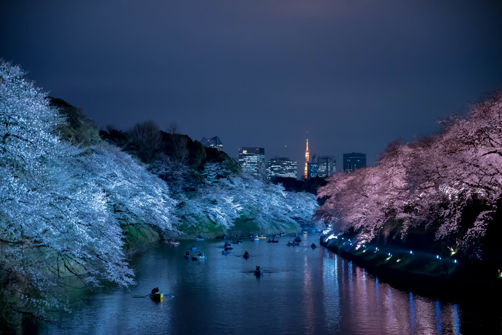 千鳥ヶ淵　夜景