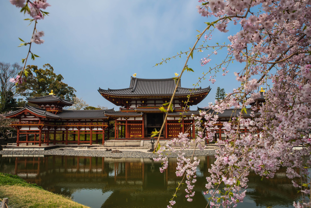 平等院　枝垂桜3