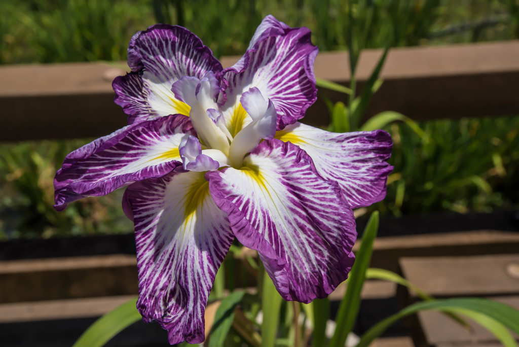 館林花菖蒲園9