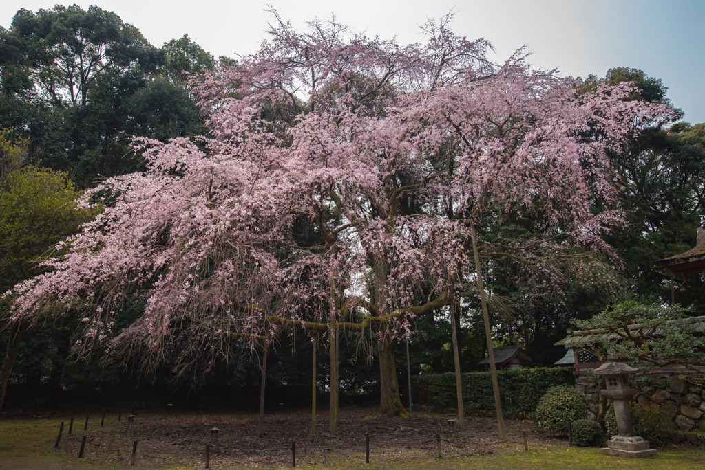 醍醐寺2
