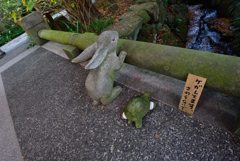 明月院　カメ