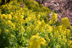 菜の花　河津桜