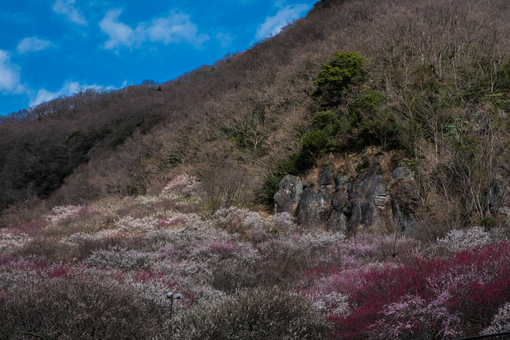 湯河原梅林